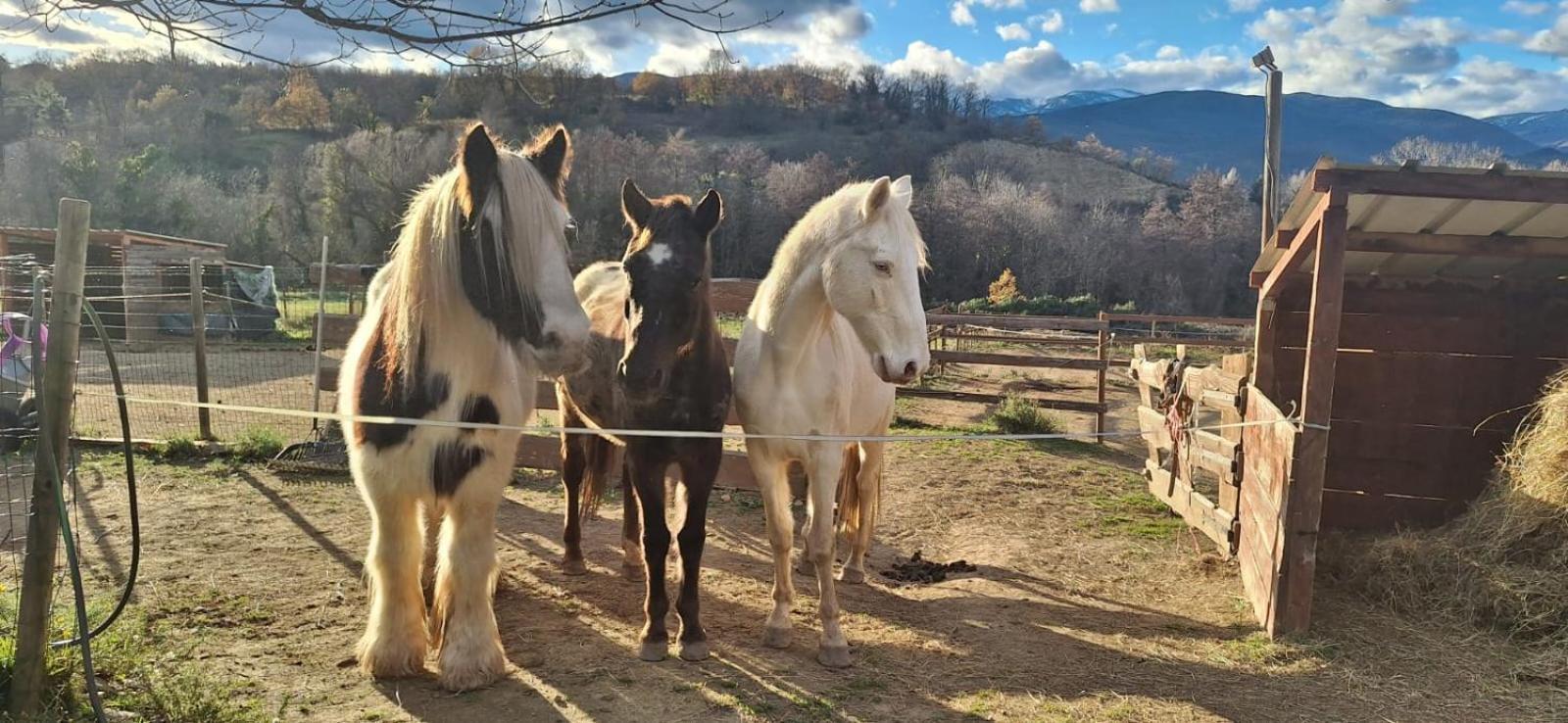 Chambre D'Hotes Le Petit Ranch Los Masos Dış mekan fotoğraf